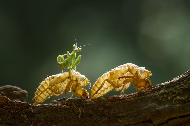Praying mantis pose on beautiful place