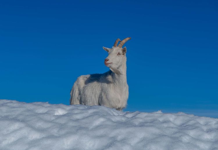 View of an animal against blue sky