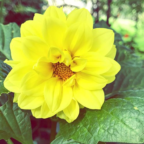 Close-up of yellow flower blooming outdoors