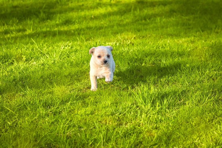 Little puppy mongrel runs along the green grass. happy dog walking in the garden. 