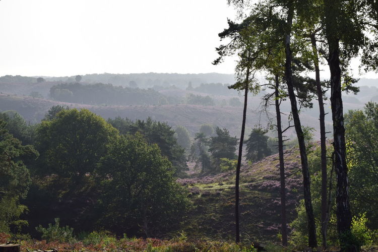 Trees in forest against sky