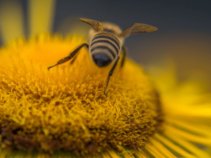 Close-up of insect on yellow flower