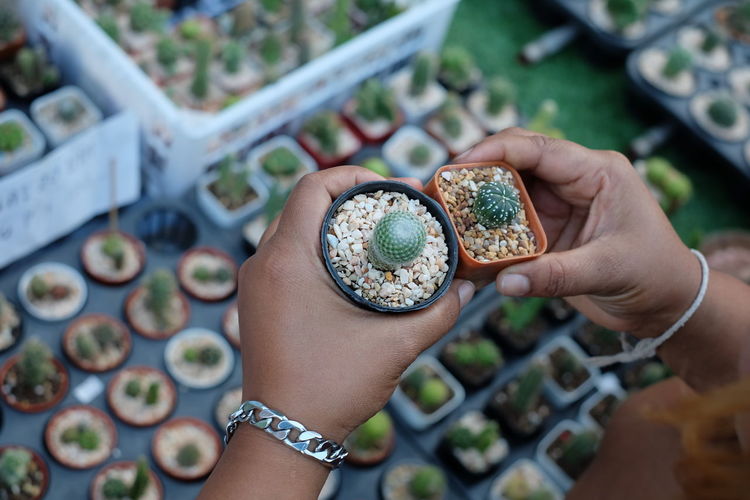Close-up of woman hands holding succulent plants at greenhouse