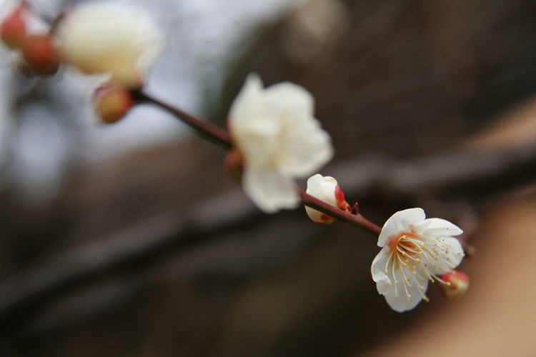 Close-up of cherry blossoms
