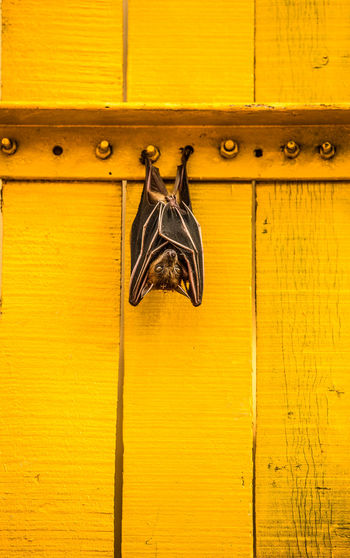 Close-up of bat hanging on yellow door