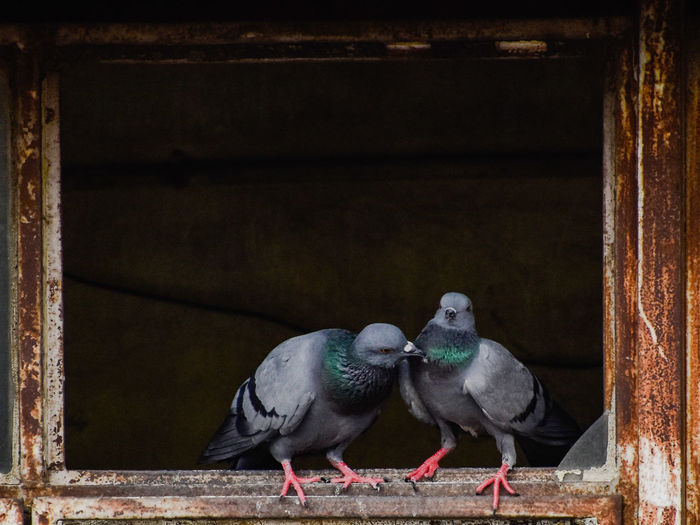 Pigeons perching on wall