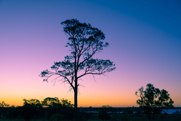Silhouette tree against clear sky at sunset