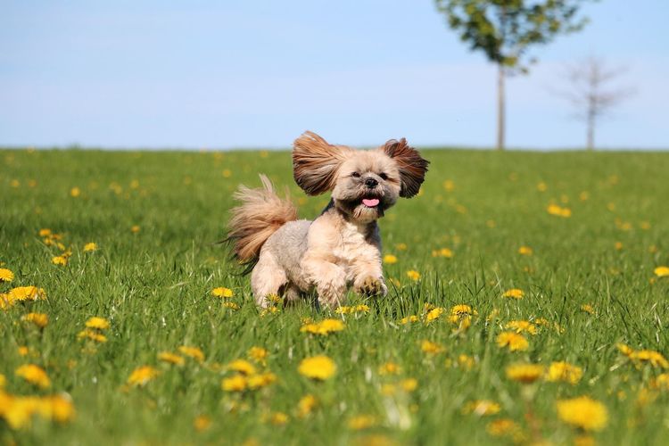 Dog running on grassy field against sky