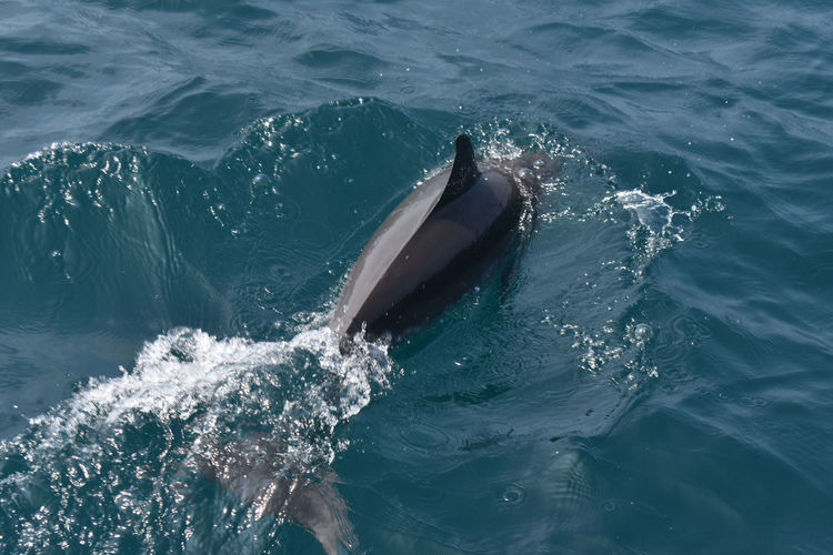 High angle view of dolphin