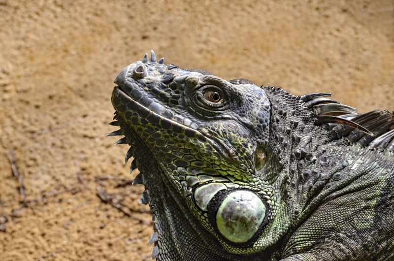 Siede view of an green iguana looking at the camera