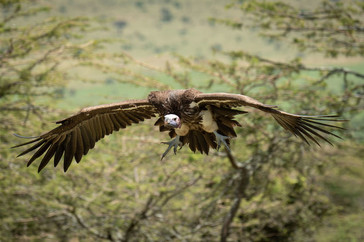 Lappet-faced vulture flying over field