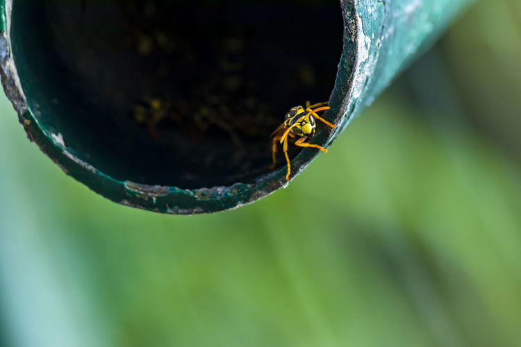 Close-up of a wasp protecting its hive entrance