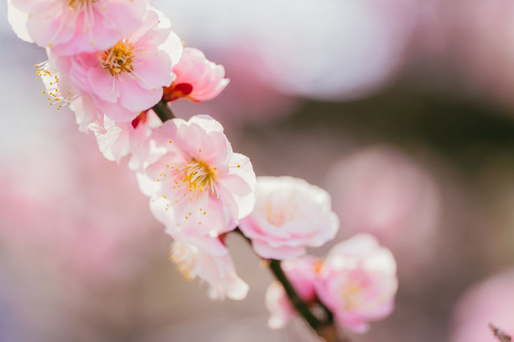 Close-up of pink cherry blossom