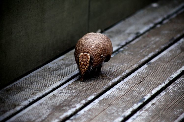 Close-up of snail on wood