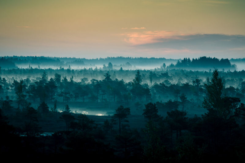 A beautiful, colorful morning landscape of a sunrise over the swamp