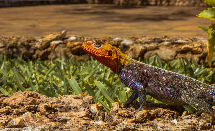 African salamander