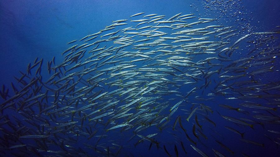 underwater