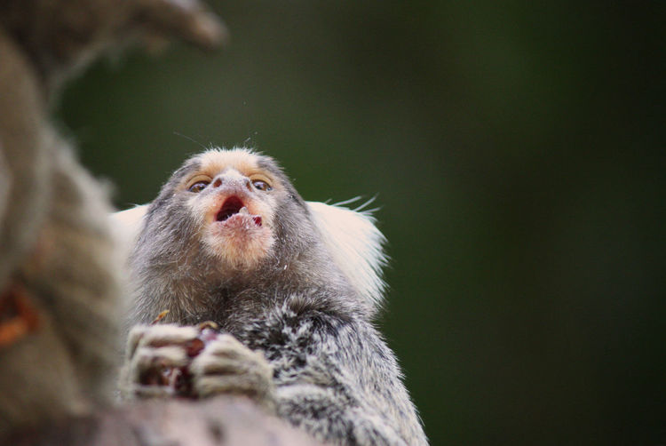 Marmoset eating grape in tree from below
