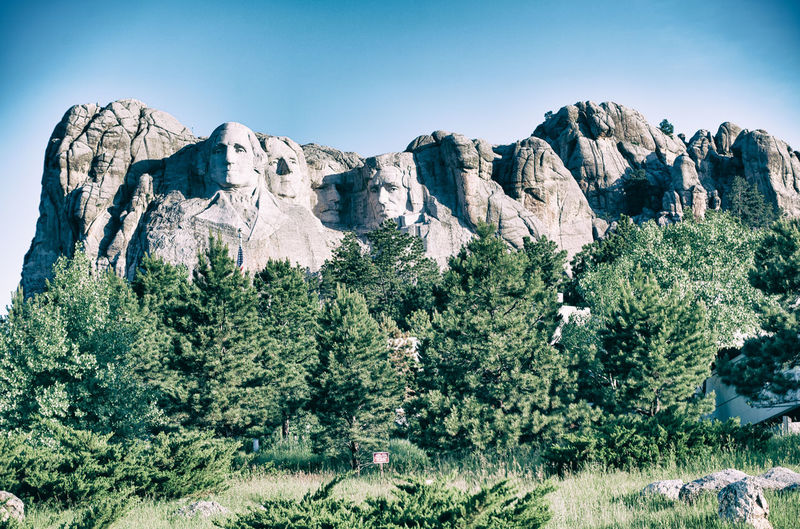 Plants growing on rocks against clear sky