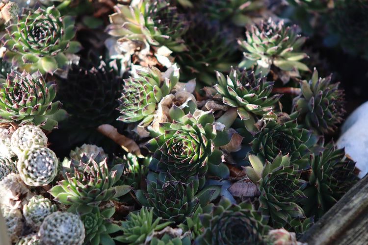 High angle view of succulent plants