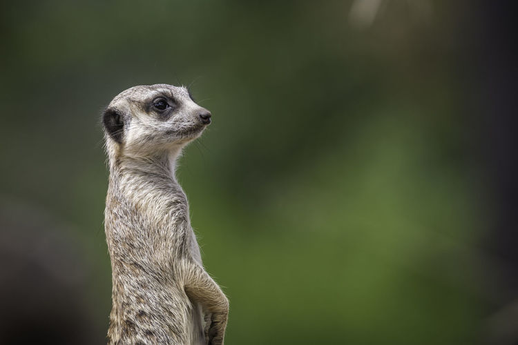 Close-up of meerkat looking away while standing outdoors