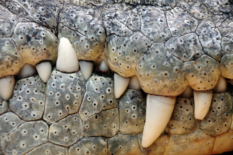Close-up of crocodile mouth