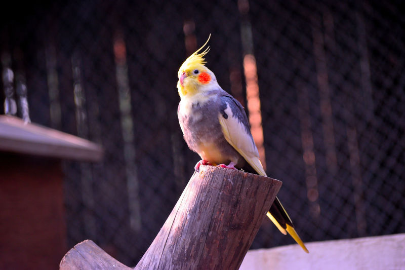 Cockatiel perching on wooden post