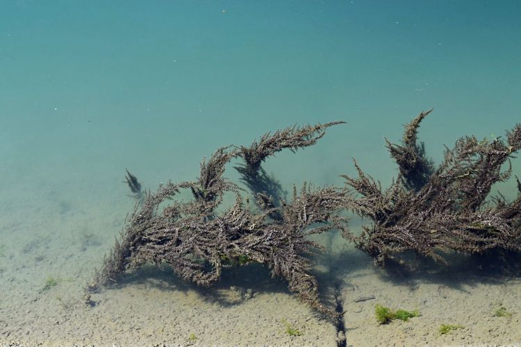 Close-up of underwater plants
