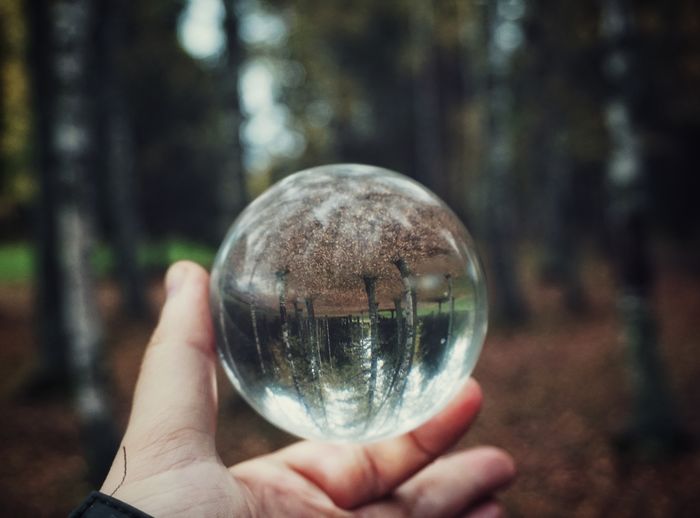 Cropped image of hand holding crystal ball on tree
