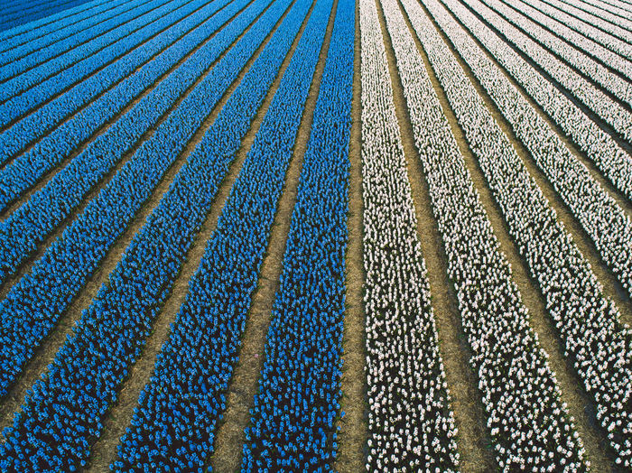 Aerial view of hyacinth flowers field