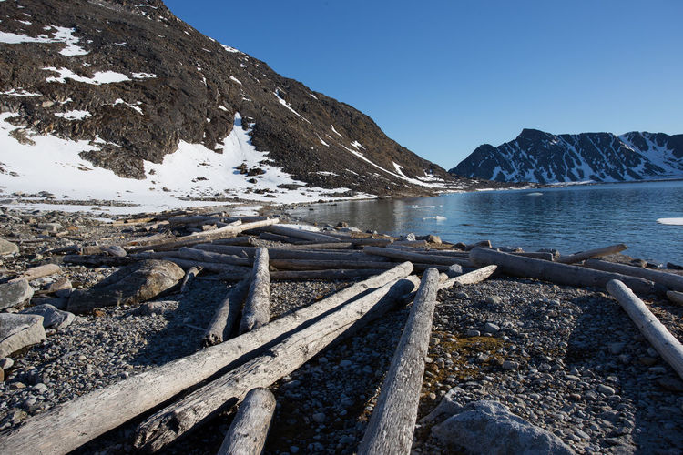 Timber and felled trees, probably from russia, washed up on the shores of the island of spitsbergen.