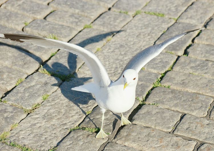 High angle view of seagull on footpath