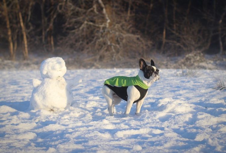 French bulldog on snow covered field