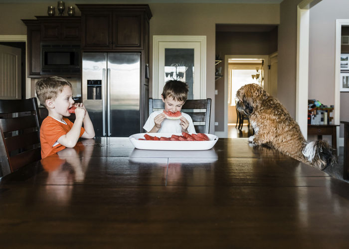 Brothers eating watermelon while sitting with dog at table