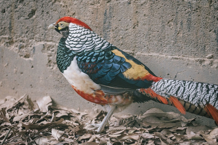 Close-up of parrot perching on wall