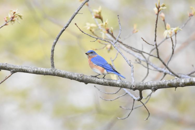 Low angle view of bluebird perching on branch