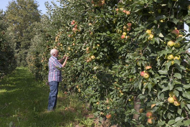 Senior man examining fruits on an apple plantation