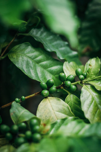 Fresh green coffee beans on coffee plant