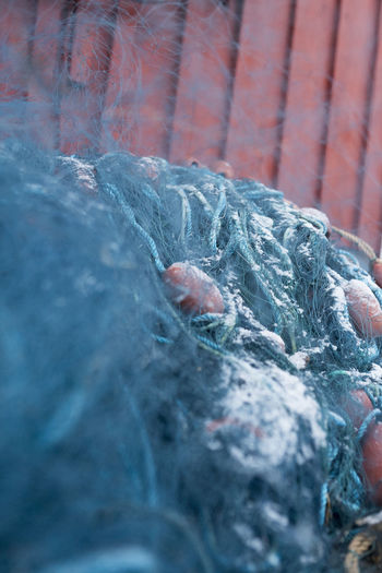 Close-up of fish in sea