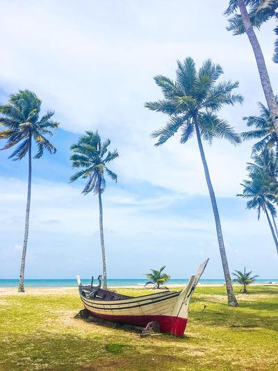 Palm trees on beach against sky