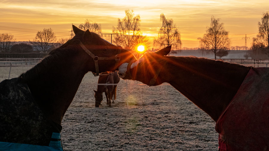 Horse standing in ranch against sky during sunset