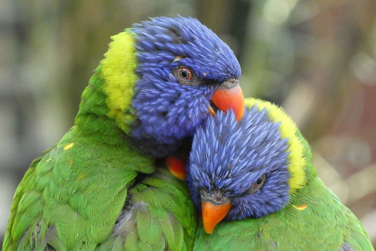 Two well-known blue-headed parakeets. 