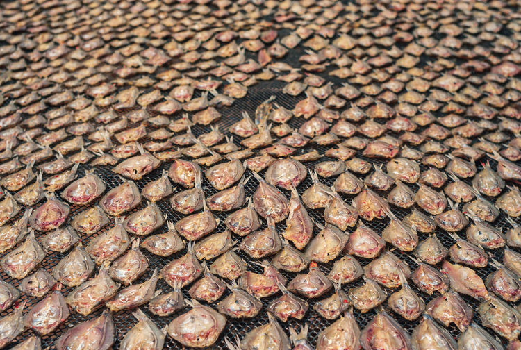 Full frame shot of dried fish