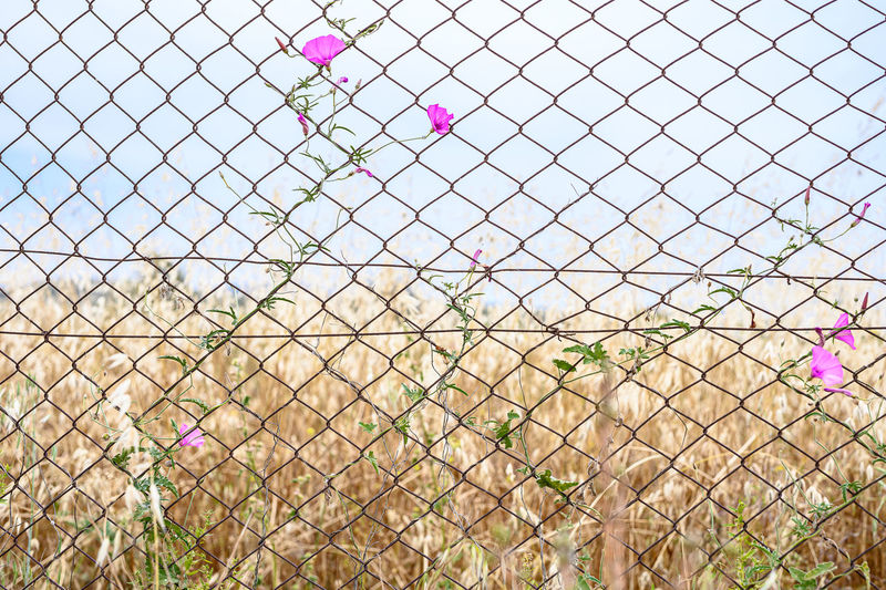 Plants growing on field seen through chainlink fence
