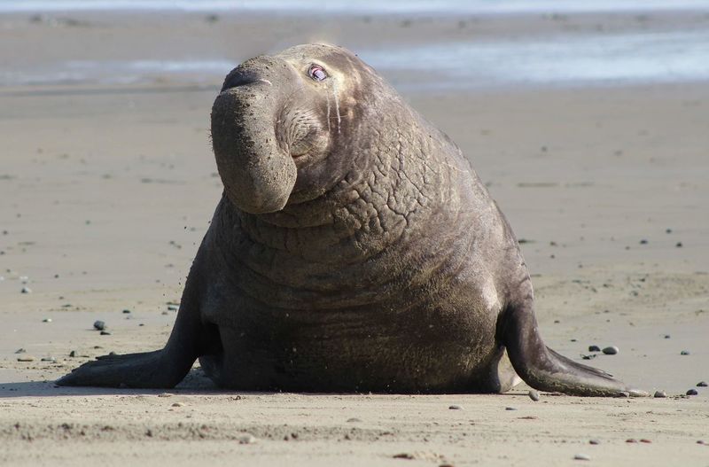 Elephant seal on beach 