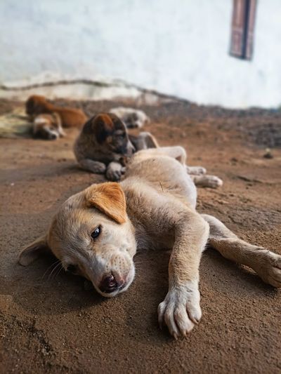 Portrait of a dog resting on land