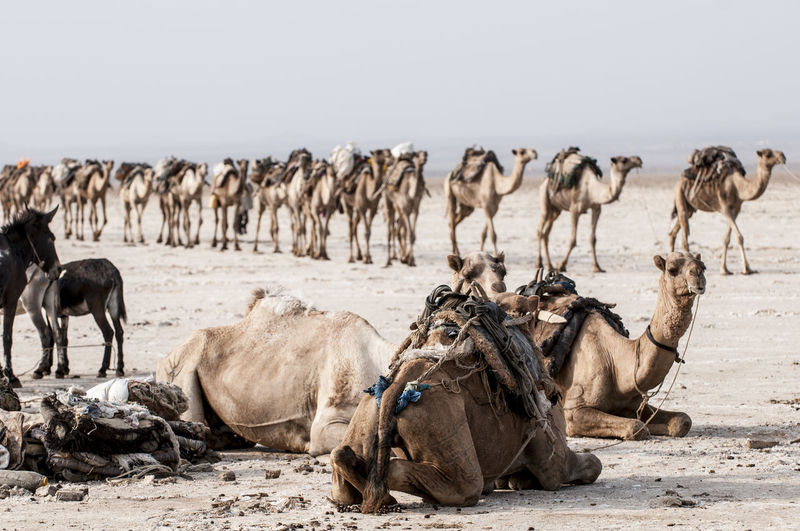 Camels and donkeys in desert against clear sky