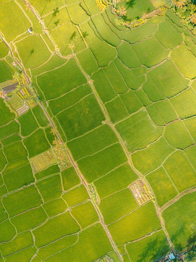 Full frame shot of agricultural field