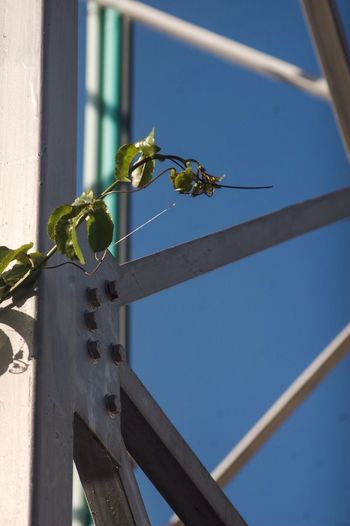 Low angle view of insect perching on plant