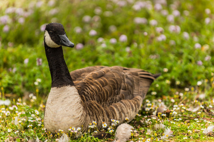 Close-up of a bird on field
